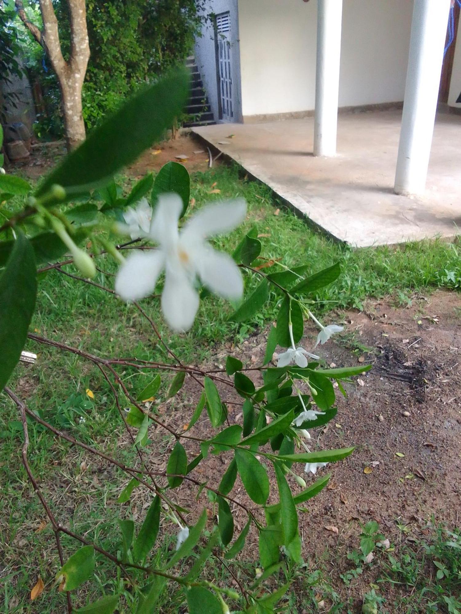 Tinu Homestay 米瑞莎 外观 照片